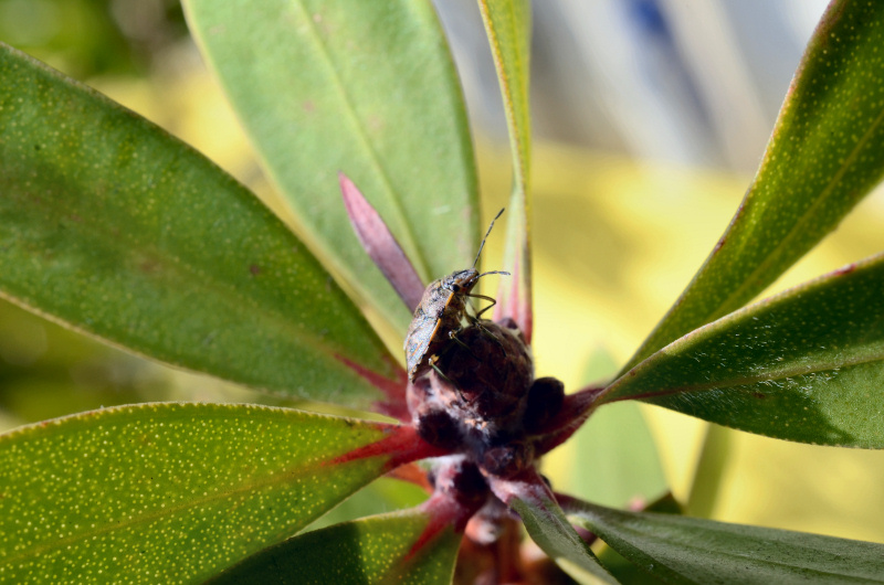 Pentatomidae: Holcogaster fibulata di Ostia